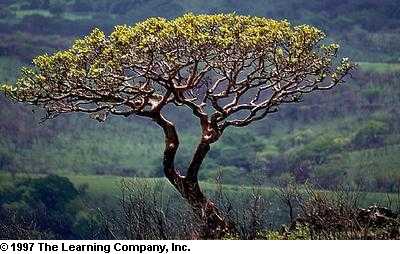 A fig tree
